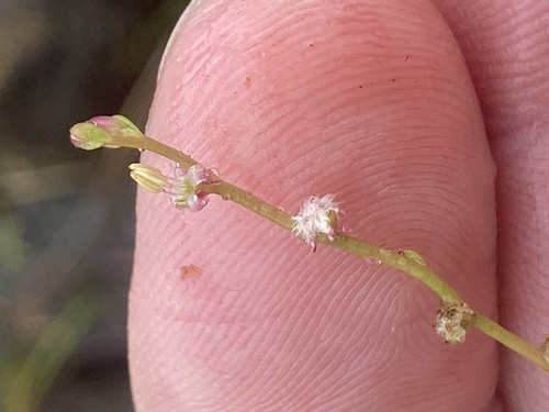 Slender watermilfoil (Myriophyllum tenellum)