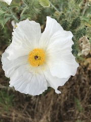 Argemone albiflora texana