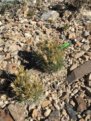 Blepharidachne kingii