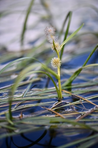 Narrowleaf bur-reed (Sparganium angustifolium)