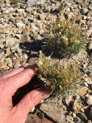 Blepharidachne kingii