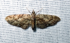 Eupithecia peckorum