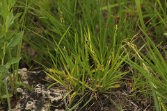 Dichanthelium perlongum