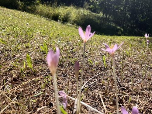 Image of Colchicum alpinum by (c) Andrew Lie, some rights reserved (CC BY)