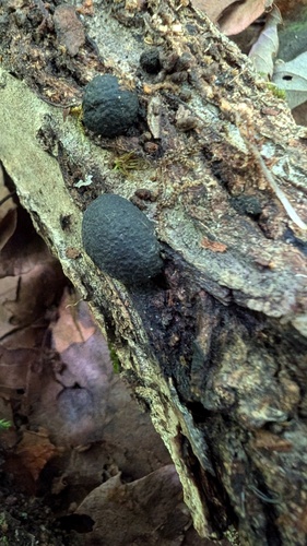 Annulohypoxylon truncatum