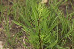 Liatris aspera intermedia