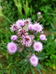 Cirsium arvense