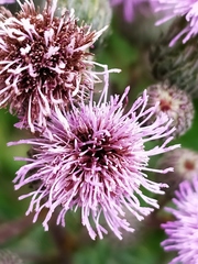 Cirsium arvense