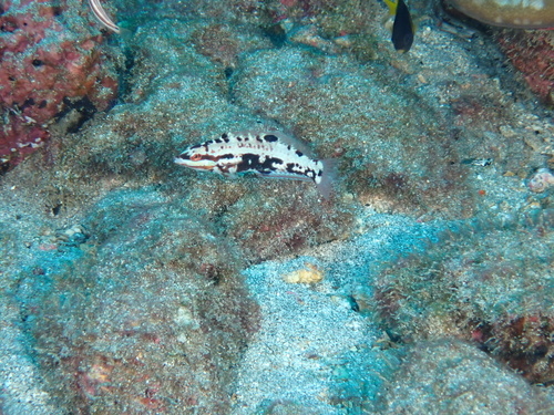 Clipperton wrasse (Halichoeres discolor) — Labridae — 2