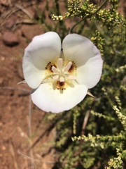 Calochortus dunnii