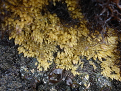 Acanthinucella