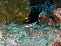 Chameleon Wrasse photo 5