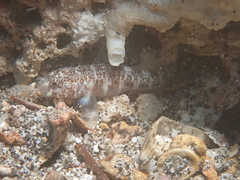 White-Starred Goby photo 1
