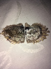 Pinctada