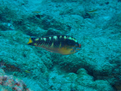 Clipperton wrasse (Halichoeres discolor) — Labridae — 3