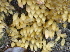 Acanthinucella