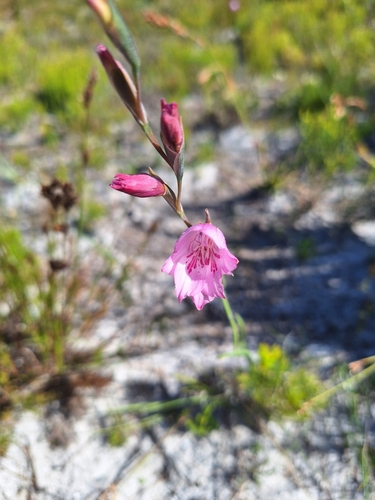 Image of Gladiolus hirsutus by (c) Adele SL, some rights reserved (CC BY)