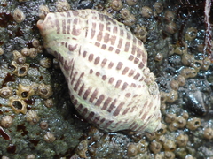 Acanthinucella