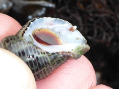 Acanthinucella