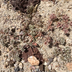 Chorizanthe spinosa