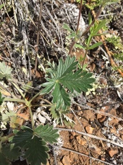Potentilla furcata