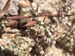 Chorizanthe spinosa