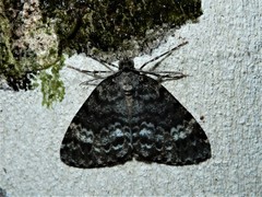 Pseudocoremia indistincta