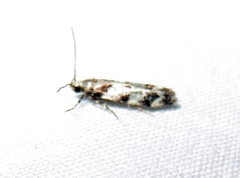 Pseudotelphusa palliderosacella