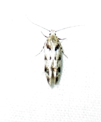 Pseudotelphusa palliderosacella
