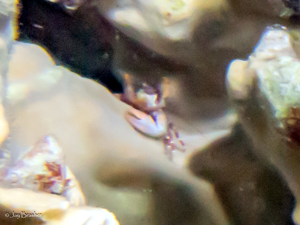 Petrolisthes amoenus