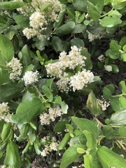 Ceanothus velutinus velutinus
