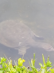 Apalone ferox