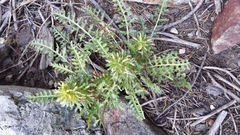 Pedicularideae