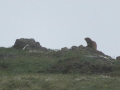 Marmota olympus