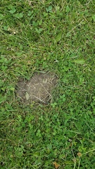 Chrysemys picta marginata