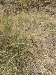 Muhlenbergia richardsonis