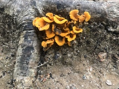 Craterellus odoratus