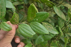 Cinnamomum sulphuratum
