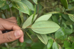 Cinnamomum sulphuratum