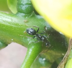 Camponotus sexguttatus