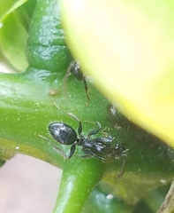 Camponotus sexguttatus