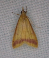 Hyalorista