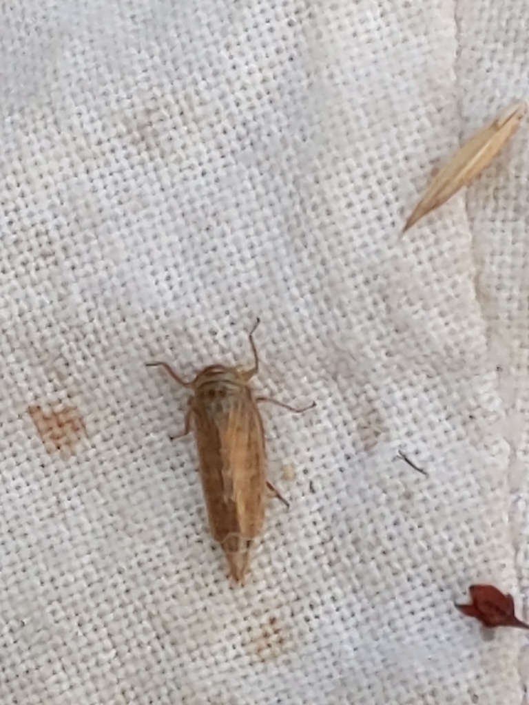 Paramesus obtusifrons