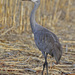 Greater Sandhill Crane - Photo (c) Jerry Oldenettel, some rights reserved (CC BY-NC-SA)
