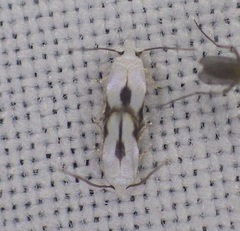 Opostegidae