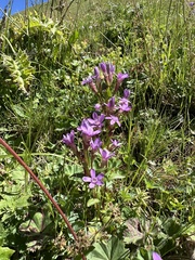 Gentianella caucasea, photograph (c) Katrin Simon, some rights reserved (CC BY)