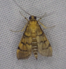 Omiodes indicata