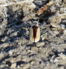 Eunota fulgoris