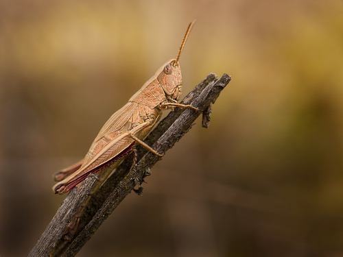Neporinis skėriukas nuotrauka