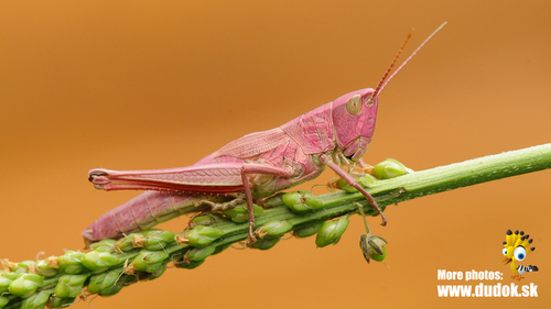 Neporinis skėriukas nuotrauka